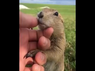 when you made a new friend on a hike