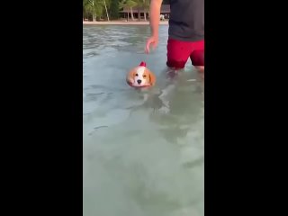 swimming