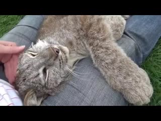 lynx purrs