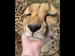 how a cheetah purrs