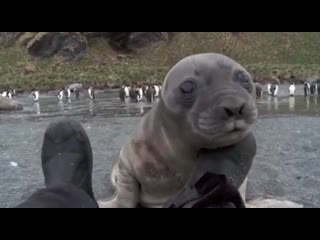 baby elephant seal