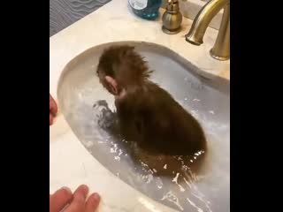 bathing in a sink