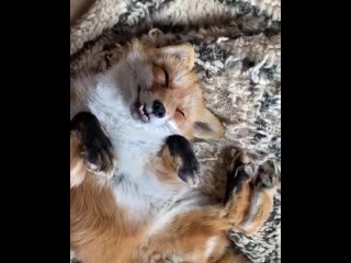 fox cute grumbles in a dream