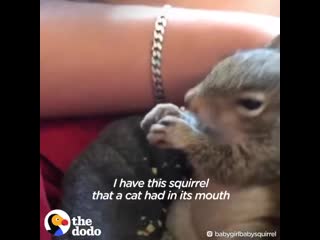 hand squirrel