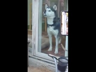 i am an evil and terrible gray wolf, i know a lot about balcony doors