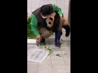 panda weighing