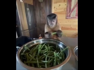 assistant in the kitchen