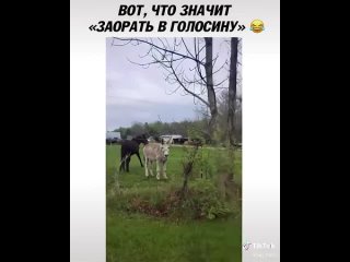 donkey neighs over dog