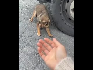 stray dog ​​found a home