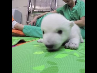 polar bear named nora has a birthday today