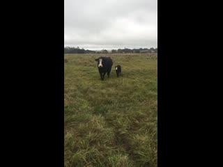 cow showing her calf to her owner