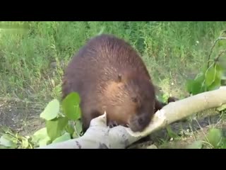 beaver breakfast