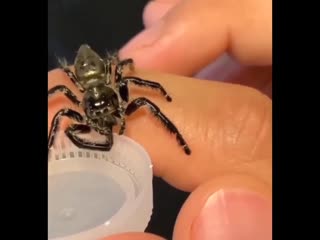 have you seen a spider that drinks water?