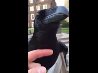 have you ever heard a raven purr?