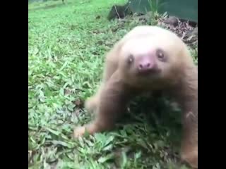 funny sounds of a baby sloth