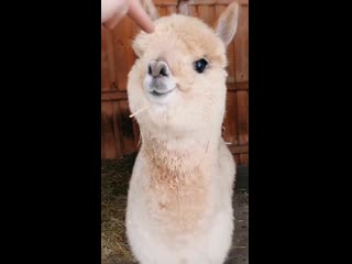 alpaca is the perfect remedy for a bad day