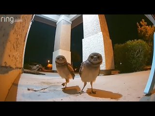 three owls caught on camera