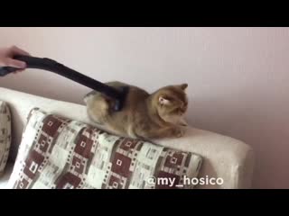 cat and vacuum cleaner