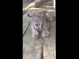 how a lynx meows