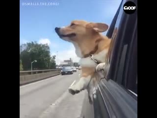 corgi