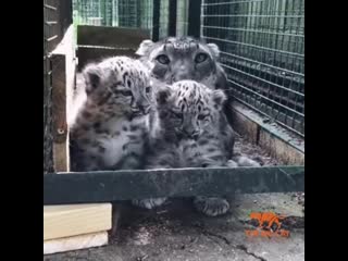 snow leopards