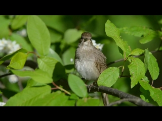 small but what a voice