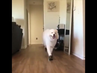 dog in shoes