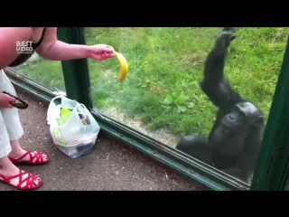 smart chimpanzee is thirsty