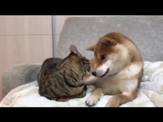 dog eats cat