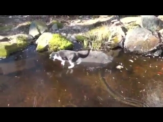 cat chasing fish