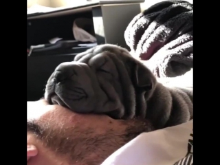 dog loves to sleep on owner's face