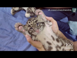 baby leopards