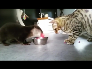 an unusual friendship between a cat and an otter