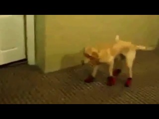 dogs don't like shoes